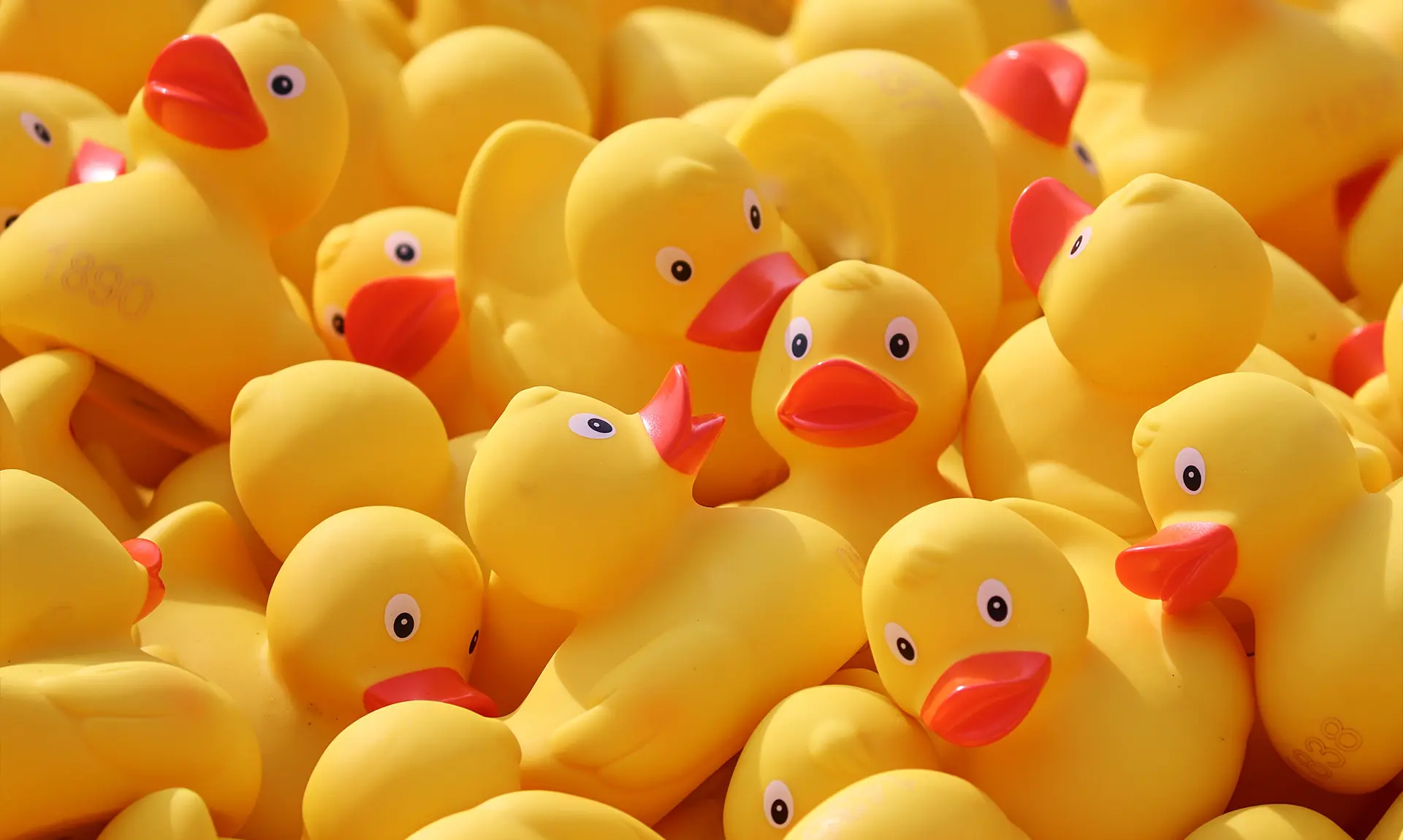 Still Quacking After 21 Years